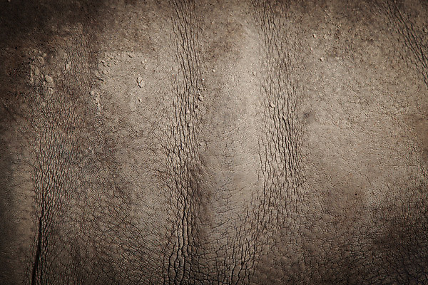 포토 JPG 해외이미지 동물 디자인 공원 야생동물 백그라운드 패턴 신체 포유류 자연 추상 건조 사람없음 장식 가로 갈색 거친 보호 위험 가죽 사파리 피부 묘사 유기농 질감 코뿔소 내추럴 어려움 해외202004 해외포토 웰빙 공공시설 컬러 컨셉 무늬 신체부위 생태계 파일형식 이미지허브