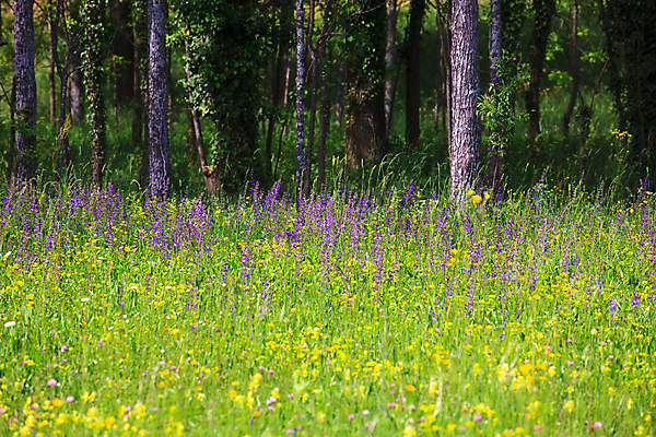 포토 JPG 해외이미지 꽃잎 꽃 자연 사람없음 초록색 봄 이탈리아 보호구역 해외202004 해외포토 식물 계절 유럽 컬러 생태계 구역 파일형식 이미지허브