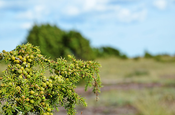 포토 JPG 해외이미지 식물 열매 음식 백그라운드 과일 재료 자연 하늘 건강 사람없음 초록색 여름 파란색 환경 나뭇가지 신선 관목 향신료 향 상록수 침엽수 아로마테라피 향나무 억울 해외202004 해외포토 나무 계절 감정 컬러 생태계 테라피 향미료 파일형식 이미지허브