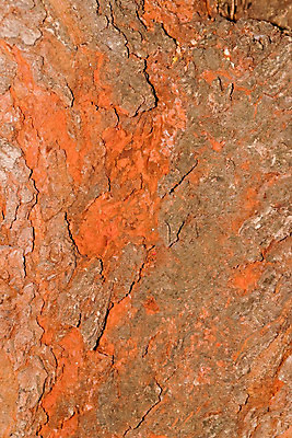 포토 JPG 해외이미지 모양 나무 식물 공원 줄기 낙엽 자연 날씨 추상 건조 골격 서기 사람없음 야외 목재 세로 갈색 노란색 환경 맑음 손상 슬픔 가을 나뭇가지 죽음 막대기 황무지 좌절 고독 숲 큼 무서움 나무껍질 가뭄 내추럴 나쁜 벌거벗은 수목 썩음 옛날 해외202004 해외포토 계절 공공시설 감정 컬러 컨셉 잎 무늬 재료 모션 껍질 크기 생태계 파일형식 이미지허브