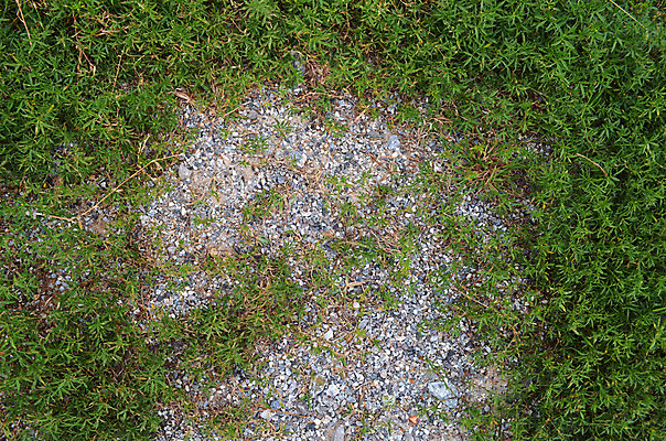 포토 JPG 해외이미지 모양 벽 백그라운드 꽃무늬 패턴 자연 벽지 표면 날씨 추상 벽돌 거리 바닥 사람없음 야외 초록색 조약돌 거친 질감 내추럴 땅바닥 해외202004 해외포토 꽃 컬러 무늬 돌_바위 생태계 파일형식 이미지허브