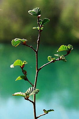 포토 JPG 해외이미지 나무 식물 꽃 줄기 백그라운드 잎 꽃무늬 자연 새로움 사람없음 야외 초록색 새싹 환경 침묵 봄 성장 나뭇가지 신선 소프트포커스 작음 발사 모피 묘사 유기농 보케 내추럴 생태학 해외202004 해외포토 웰빙 계절 교육 컬러 컨셉 무늬 촬영기법 소리 크기 생태계 파일형식 이미지허브