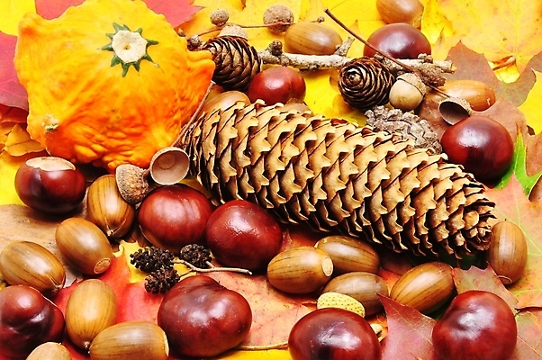 포토 JPG 해외이미지 나무 식물 디자인 계절 열매 음식 백그라운드 잎 겨울 오렌지 과일 자연 호박 사람없음 장식 가로 빨간색 초록색 컬러풀 갈색 노란색 견과류 수확 껍질 가을 흰색 신선 닫기 달콤 9월 11월 유기농 도토리 원뿔 10월 내추럴 고립 그런지 옛날 많음 해외202004 해외포토 도형 웰빙 컬러 컨셉 농업 채소 모션 날짜 맛 생태계 파일형식 이미지허브