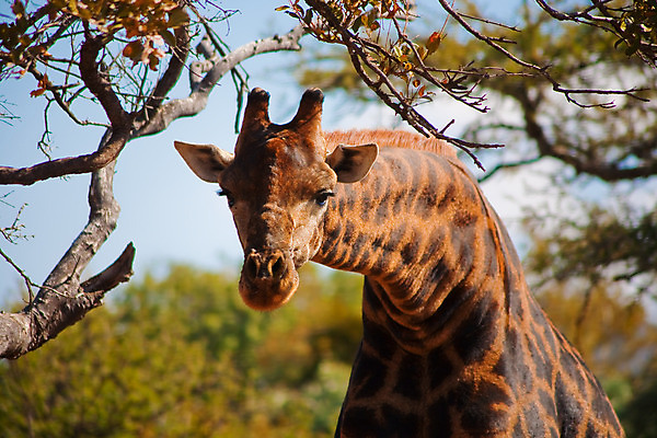 포토 JPG 해외이미지 나무 동물 바다 자연 하늘 초식동물 사람없음 파란색 기린 동물상 해외202004 해외포토 식물 컬러 포유류 조형물 생태계 파일형식 이미지허브
