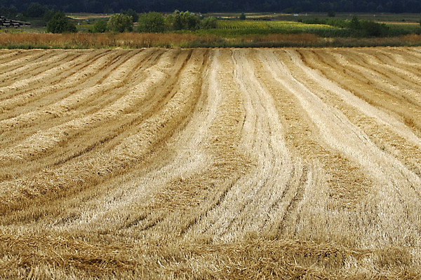 포토 JPG 해외이미지 구름 밭 농업 휴가 건조 옥수수 풍경 사람없음 농작물 흙 하이킹 수확 시골 볏짚 밀 만취 철사 밭일 세르비아 순례 주장 해외202004 해외포토 자연요소 산업 레저 곡류 짚 술취함 파일형식 이미지허브