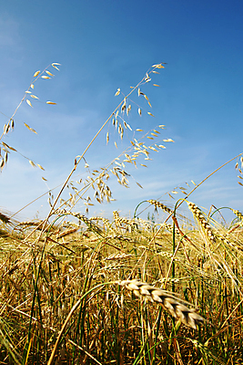 포토 JPG 해외이미지 식물 구름 계절 산업 문화 음식 줄기 밭 농업 과일 비즈니스 자연 하늘 건강 풍경 사람없음 세로 초록색 파란색 농작물 농장 노란색 수확 시골 황금 먹이 낟알 시리얼 밀 생물학 보리 섬유 내추럴 밭일 숙성 유전자변형 귀리 해외202004 해외포토 자연요소 교육 컬러 곡류 직물 생태계 파일형식 이미지허브