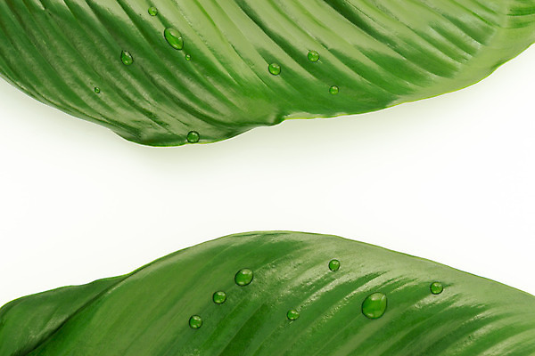 포토 JPG 해외이미지 모양 나무 식물 디자인 꽃 선 백그라운드 컨셉 잎 패턴 자연 날씨 추상 휴식 사람없음 초록색 물 평화 환경 정원 봄 젖음 성장 흰색 신선 투명 액체 떨어짐 이슬 빗방울 대나무 명상 유기농 질감 정맥 내추럴 고립 해외202004 해외포토 자연요소 웰빙 계절 컬러 무늬 비_날씨 생태계 혈관 파일형식 이미지허브