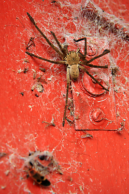 포토 JPG 해외이미지 여행 사람없음 죽음 거미 북쪽 타운 멀리 힌두교 해외202004 해외포토 종교 곤충 도시 방향 파일형식 이미지허브