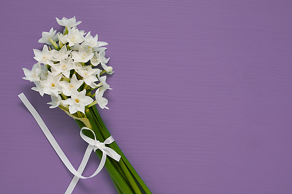 포토 JPG 해외이미지 식물 꽃 리본 꽃다발 백그라운드 자연 사람없음 보라색 봄 흰색 그리기 다발 묶기 활 향기 수선화 라일락 영원 정물화 카피스페이스 해외202004 해외포토 계절 컬러 모션 공백 그림 생태계 냄새 파일형식 이미지허브