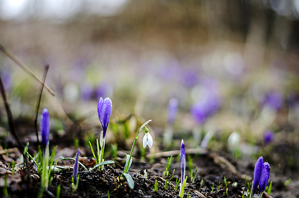 포토 JPG 해외이미지 식물 계절 꽃 잎 꽃무늬 자연 사람없음 야외 초록색 보라색 봄 성장 벚꽃 흰색 개화 그룹 숲 제비꽃 보케 내추럴 헌병 해외202004 해외포토 컬러 무늬 군인 생태계 파일형식 이미지허브
