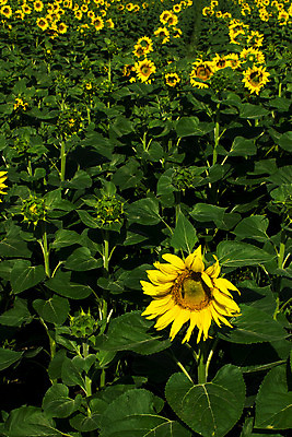 포토 JPG 해외이미지 식물 계절 꽃잎 꽃 문화 백그라운드 잎 꽃무늬 밭 농업 오렌지 자연 해바라기 씨앗 풍경 사람없음 야외 초록색 여름 농작물 컬러풀 태양 노란색 맑음 봄 활발 성장 벚꽃 시골 원형 개화 유기농 내추럴 해외202004 해외포토 자연요소 도형 웰빙 산업 컬러 컨셉 무늬 과일 날씨 생태계 파일형식 이미지허브