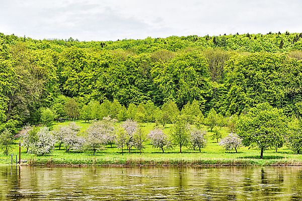 포토 JPG 해외이미지 나무 계절 꽃 분홍색 여행 백그라운드 꽃무늬 자연 독일 풍경 사람없음 초록색 물 강 봄 벚꽃 흰색 나뭇가지 체리 장면 다뉴브강 바이에른 해외202004 해외포토 자연요소 식물 유럽 컬러 무늬 과일 생태계 파일형식 이미지허브