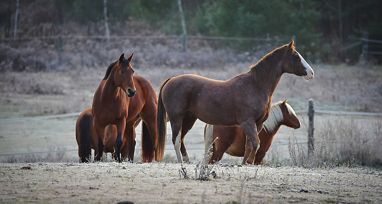포토 JPG 해외이미지 나무 동물 아침 주택 취미 사람없음 야외 목재 햇빛 농장 일출 목장 추위 안개 시골 신선 숲 시원함 11월 속도 서리 외양간 반투명 삼림지대 해외202004 해외포토 주간 식물 농업 재료 날씨 건물 태양 노을 날짜 파일형식 이미지허브