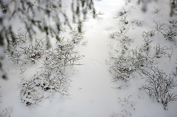 포토 JPG 해외이미지 나무 계절 겨울 자연 날씨 사람없음 야외 목재 빛 환경 냉동 침묵 추위 흰색 나뭇가지 시골 소나무 숲 아래 블루베리 서리 장면 상록수 전나무 삼림지대 눈내림 해외202004 해외포토 식물 컬러 과일 재료 눈_날씨 소리 방향 생태계 위치 파일형식 이미지허브