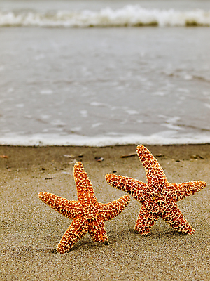 포토 JPG 해외이미지 모양 동물 별 모래 파도 바다 여행 백그라운드 2 패턴 오렌지 자연 바람 휴가 조개 휴식 불가사리 프레임 따뜻함 어류 해변 사람없음 물 여름 태양 우주 맑음 젖음 껍질 심볼 묘사 질감 내추럴 파라다이스 해외202004 해외포토 자연요소 계절 컨셉 무늬 과일 날씨 어패류 극피동물 수중동물 생태계 파일형식 이미지허브