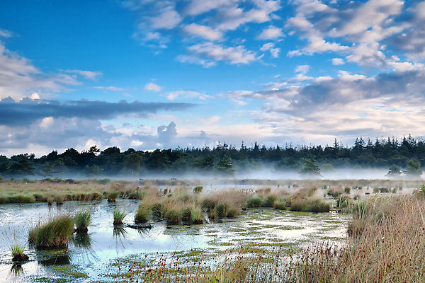 포토 JPG 해외이미지 식물 구름 호수 자연 하늘 표면 아침 날씨 풍경 사람없음 야외 물 여름 파란색 반사 침묵 고요 추위 안개 흰색 시골 소나무 습지 숲 속도 네덜란드 침엽수 변소 해외202004 해외포토 주간 자연요소 나무 계절 유럽 컬러 소리 생태계 파일형식 이미지허브