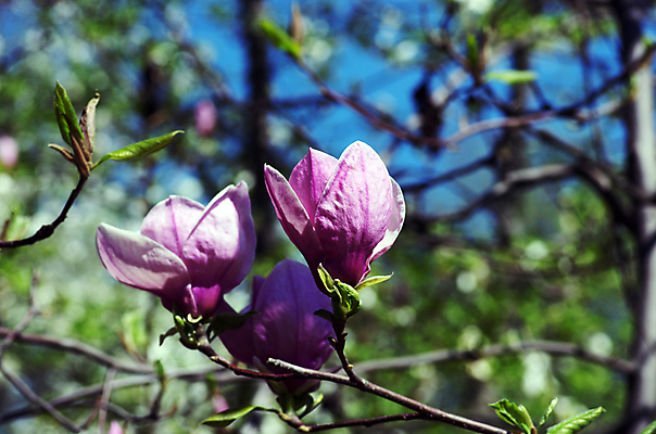 포토 JPG 해외이미지 나무 식물 계절 꽃잎 꽃 분홍색 백그라운드 잎 자연 기술 사람없음 야외 장식 초록색 머리 정원 봄 펼침 수확 성장 벚꽃 흰색 나뭇가지 신선 개화 그룹 변화 순수 오브젝트 싱글 복고 향기 부드러움 목련 고립 멀티 해외202004 해외포토 컬러 컨셉 농업 모션 신체부위 감각 생태계 냄새 파일형식 이미지허브