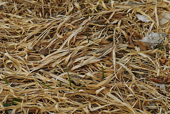 포토 JPG 해외이미지 식물 줄기 백그라운드 패턴 밭 농업 침구 자연 추상 건조 사람없음 야외 여름 빛 농장 노란색 시골 비교 볏짚 땅 허브 유기농 원예 질감 장면 밀짚 흙더미 해외202004 해외포토 웰빙 계절 산업 컬러 컨셉 무늬 취미 흙 짚 생태계 파일형식 더미 이미지허브