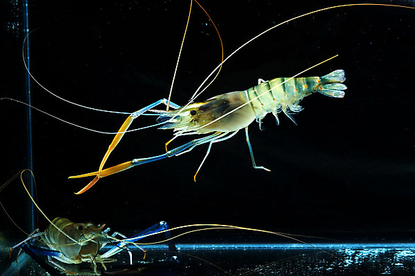 포토 JPG 해외이미지 음식 바다 다이어트 재료 조개 새우 건강 갑각류 요리 사람없음 식사 저녁식사 신선 맛 해산물 날것 점심식사 단백질 해외202004 해외포토 동물 컨셉 어패류 영양소 파일형식 이미지허브