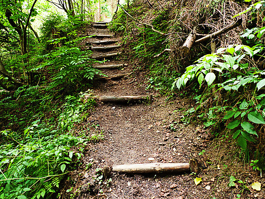 포토 JPG 해외이미지 나무 식물 길 교통시설 자연 사람없음 계단 산책 하이킹 숲 해외202004 해외포토 교통 레저 휴식 시설 생태계 파일형식 이미지허브