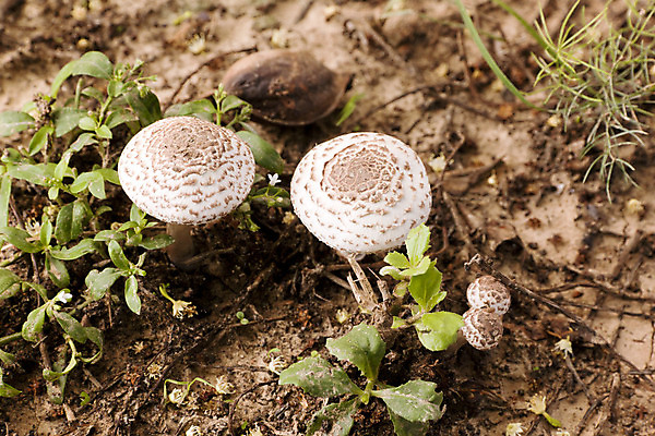 포토 JPG 해외이미지 식물 사람없음 버섯 성장 위험 곰팡이 해외202004 해외포토 컨셉 파일형식 이미지허브