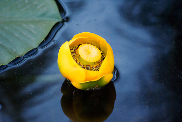 포토 JPG 해외이미지 꽃 잎 사람없음 가로 물 노란색 검은색 미국 와이오밍 해외202004 해외포토 자연요소 식물 컬러 북아메리카 파일형식 이미지허브