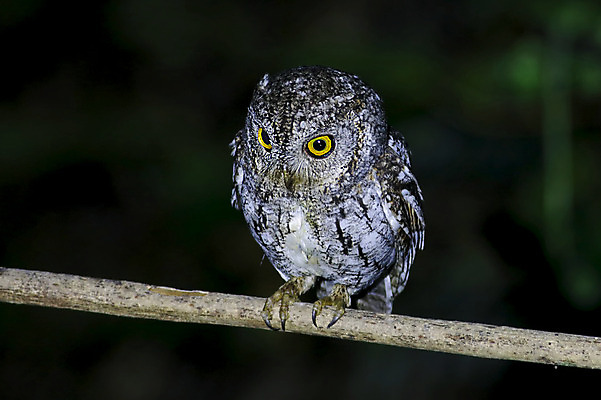 포토 JPG 해외이미지 나무 동물 여자 남자 아시아 얼굴 야생동물 백그라운드 날개 자연 조류 동양인 사람없음 야외 목재 가로 초록색 컬러풀 머리 환경 나뭇가지 막대기 닫기 숲 깃털 꼬리 부리 부엉이 서식지 생태학 이국적 해외202004 해외포토 식물 교육 나라 컬러 재료 모션 사람 인종 신체부위 생태계 파일형식 이미지허브