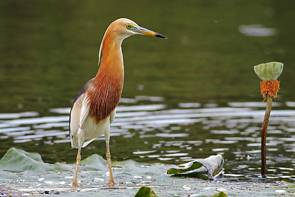 포토 JPG 해외이미지 나무 동물 여자 남자 아시아 얼굴 야생동물 백그라운드 날개 태국 자연 조류 사람없음 야외 목재 가로 초록색 컬러풀 머리 환경 나뭇가지 연못 막대기 닫기 숲 왜가리 깃털 꼬리 부리 서식지 생태학 해외202004 해외포토 식물 교육 나라 컬러 재료 모션 사람 신체부위 생태계 파일형식 이미지허브