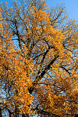 포토 JPG 해외이미지 나무 식물 계절 공원 백그라운드 잎 오렌지 자연 풍경 사람없음 야외 목재 장식 컬러풀 노란색 정원 침묵 산책로 달력 가을 나뭇가지 변화 황금 더위 숲 9월 순환 타운 정맥 10월 월 해외202004 해외포토 공공시설 길 컬러 컨셉 과일 재료 모션 날씨 소리 도시 날짜 생태계 혈관 파일형식 이미지허브
