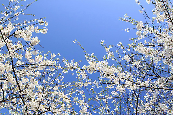 포토 JPG 해외이미지 나무 계절 꽃 아시아 분홍색 과학 잎 꽃무늬 자연 사람없음 야외 일본 맑음 봄 벚꽃 체리 유기농 내추럴 해외202004 해외포토 식물 웰빙 나라 컬러 무늬 과일 날씨 생태계 파일형식 이미지허브