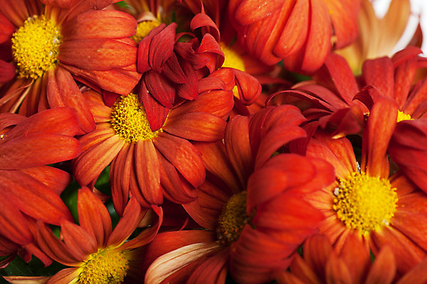 포토 JPG 해외이미지 식물 꽃잎 꽃 백그라운드 꽃무늬 오렌지 가족 자연 국화 선물 사람 사람없음 빨간색 초록색 물 컬러풀 유행 정원 봄 활발 신선 원형 생일 개화 우아함 닫기 다발 오브젝트 데이지 넘어짐 블러 완벽 특별함 벨벳 해외202004 해외포토 자연요소 도형 계절 기념일 컬러 컨셉 무늬 과일 관계 모션 실크 생태계 파일형식 이미지허브