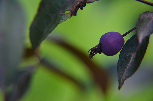 포토 JPG 해외이미지 나무 식물 계절 분홍색 잎 오렌지 과일 자연 사람없음 장식 빨간색 초록색 여름 빛 정원 교수 봄 젖음 벚꽃 게 가을 흰색 신선 개화 닫기 사과 부드러움 진홍색 숙성 우크라이나 해외202004 해외포토 꽃 유럽 컬러 모션 갑각류 교사 감각 생태계 파일형식 이미지허브