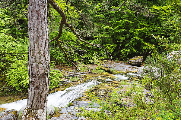 포토 JPG 해외이미지 나무 식물 공원 여행 잎 모션 자연 휴가 산 풍경 사람없음 야외 초록색 물 환경 침묵 봄 활발 폭포 흐름 가을 바위 신선 개울 떨어짐 숲 그리스 장면 그리스인 내추럴 마케도니아 해외202004 해외포토 자연요소 서양인 계절 공공시설 유럽 컬러 컨셉 강 소리 돌_바위 생태계 파일형식 남유럽 이미지허브