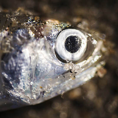 포토 JPG 해외이미지 동물 야생동물 모래 바다 자연 어류 사람없음 야외 물 환경 외계인 죽음 황무지 보호 작음 묘사 생물학 생태학 해외202004 해외포토 자연요소 교육 컨셉 수중동물 미확인물체 크기 생태계 파일형식 이미지허브