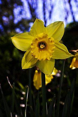 포토 JPG 해외이미지 식물 꽃 유럽 자연 북유럽 노르웨이 사람없음 야외 봄 수선화 삼림지대 스칸디나비아 해외202004 해외포토 계절 나라 숲 생태계 파일형식 이미지허브
