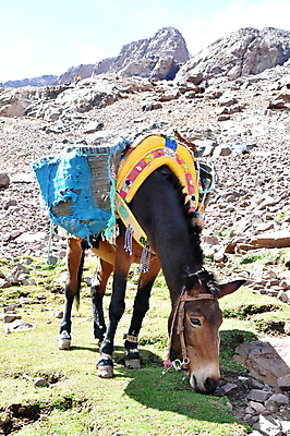 포토 JPG 해외이미지 동물 여행 가방 포유류 휴식 생물 산 사람없음 초록색 파란색 짐 화물 먹기 자루 팩 당나귀 모로코 적재 요금 지도책 찰과상 해외202004 해외포토 잡화 컬러 컨셉 모션 아프리카 책 화장품 운송업 말_동물 상처 파일형식 이미지허브