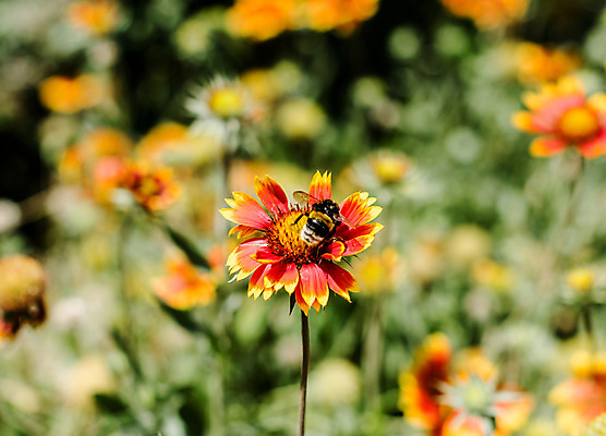 포토 JPG 해외이미지 꽃잎 꽃 곤충 밭 자연 사람없음 빨간색 노란색 꽃가루 내추럴 호박벌 해외202004 해외포토 식물 동물 컬러 농업 벌_곤충 가루 생태계 파일형식 이미지허브