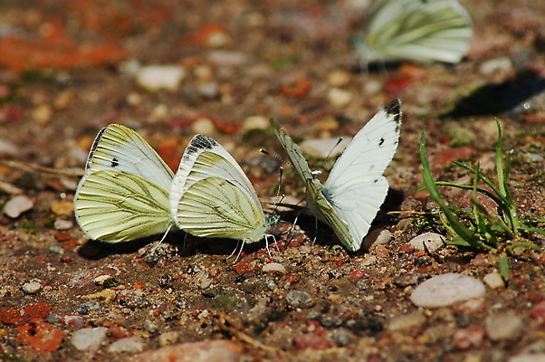 포토 JPG 해외이미지 동물 계절 음식 나비 곤충 날개 자연 따뜻함 사람없음 여름 빛 햇빛 태양 평화 흰색 뜨거움 작음 수유 생존 해외202004 해외포토 자연요소 컬러 컨셉 크기 생태계 파일형식 이미지허브