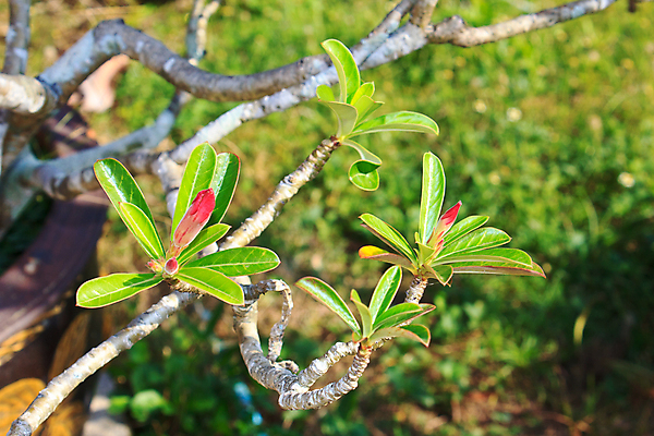 포토 JPG 해외이미지 식물 꽃잎 꽃 아시아 꽃다발 백그라운드 잎 꽃무늬 태국 자연 휴식 건강 동양인 사람없음 장식 초록색 노란색 스파 봄 벚꽃 흰색 신선 최고 오픈 닫기 향수 향기 향 아로마테라피 목련 악취 내추럴 고립 해외202004 해외포토 계절 나라 컬러 컨셉 무늬 모션 인종 화장품 생태계 냄새 테라피 파일형식 이미지허브