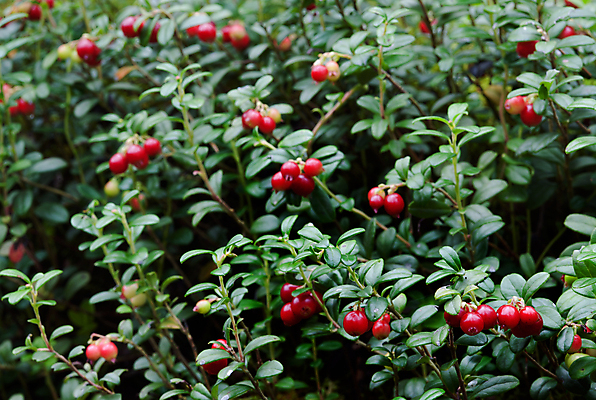 포토 JPG 해외이미지 식물 열매 꽃 음식 백그라운드 잎 다이어트 과일 공 자연 디저트 건강 사람없음 가로 빨간색 초록색 여름 주스 가을 나뭇가지 신선 달콤 맛 숲 먹기 허브 유기농 날것 내추럴 숙성 채식주의자 해외202004 해외포토 나무 웰빙 계절 음료 컬러 컨셉 모션 생태계 채식 파일형식 이미지허브