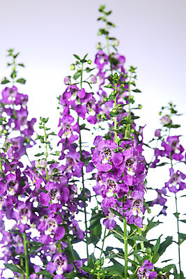 포토 JPG 해외이미지 식물 계절 꽃잎 꽃 분홍색 백그라운드 꽃무늬 밭 자연 사람없음 초록색 정원 보라색 봄 성장 벚꽃 신선 개화 내추럴 해외202004 해외포토 컬러 무늬 농업 생태계 파일형식 이미지허브