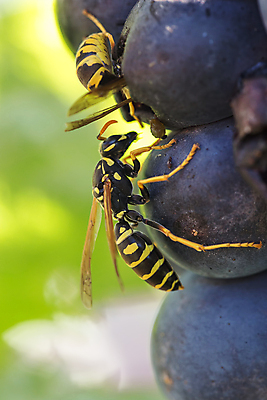 포토 JPG 해외이미지 식물 동물 1 꽃잎 꽃 야생동물 곤충 날개 자연 노동자 사람없음 야외 여름 파란색 갈색 노란색 줄무늬 재킷 터치 신선 선택 말벌 작음 수분 벌 싱글 바쁨 꽃가루 꿀 고립 효율 해외202004 해외포토 직업 계절 컬러 컨셉 무늬 외투 벌_곤충 크기 가루 생태계 파일형식 이미지허브