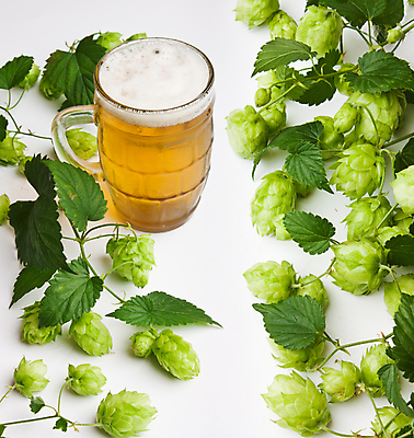 포토 JPG 해외이미지 잎 맥주 실내 사람없음 흰배경 맥주잔 잎줄기 해외202004 홉 해외포토 식물 줄기 백그라운드 술잔 주류 내부 흰색 파일형식 이미지허브