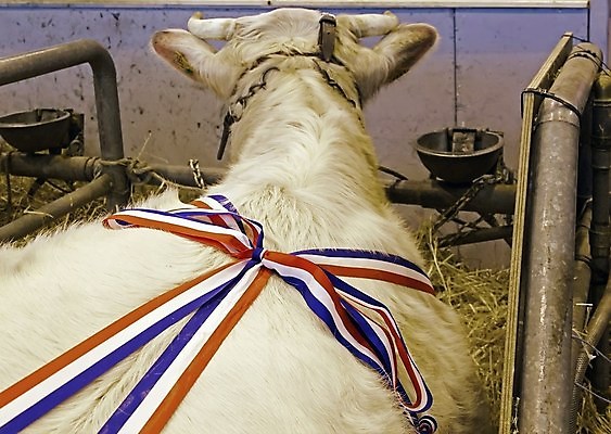 포토 JPG 해외이미지 사람없음 상자 경쟁 소고기 프랑스 깃발 우승 소 황소 테이프 프랑스어 외양간 승자 해외202004 해외포토 문자 유럽 컨셉 포유류 문구용품 육류 최고 파일형식 이미지허브