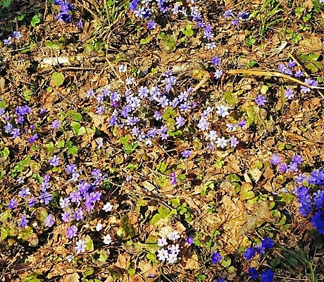 포토 JPG 해외이미지 나무 꽃잎 꽃 꽃다발 잎 자연 날씨 건조 사람없음 갈색 봄 숲 제비꽃 라일락 생태학 해외202004 해외포토 식물 계절 교육 컬러 생태계 파일형식 이미지허브