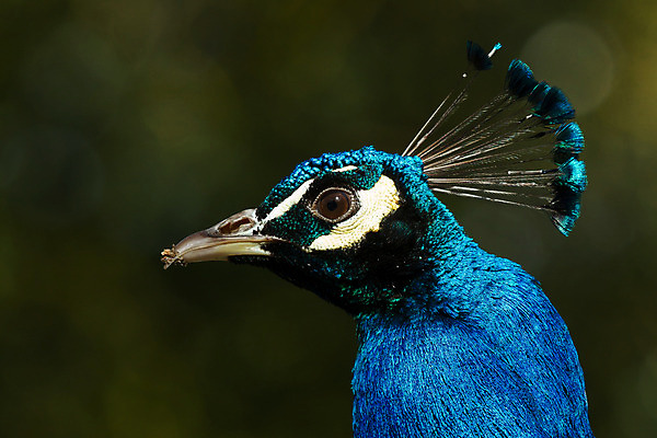 포토 JPG 해외이미지 한마리 남자 패턴 자연 조류 사람없음 초록색 파란색 컬러풀 머리 활발 의식 우아함 공작 전시회 깃털 꼬리 목 보여주기 꿩 수탉 멀티 웅장함 터키석 해외202004 해외포토 동물 1 컬러 컨셉 무늬 모션 사람 신체부위 전시 닭 보석 수컷 생태계 파일형식 이미지허브