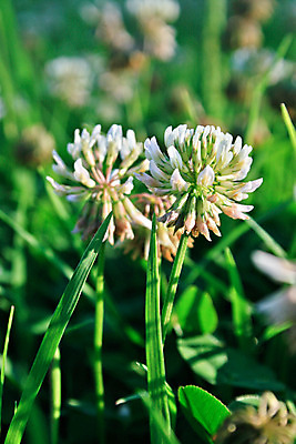 포토 JPG 해외이미지 식물 영어 꽃 밭 자연 잔디 사람없음 야외 초록색 환경 봄 성장 흰색 시골 닫기 묘사 해외202004 해외포토 문자 계절 컬러 농업 모션 생태계 파일형식 이미지허브