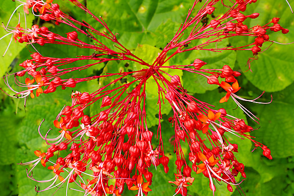 포토 JPG 해외이미지 식물 디자인 꽃 백그라운드 잎 꽃무늬 자연 사랑 사람없음 장식 빨간색 초록색 파란색 컬러풀 노란색 정원 봄 벚꽃 흰색 신선 보케 내추럴 고립 해외202004 해외포토 계절 감정 컬러 무늬 생태계 파일형식 이미지허브