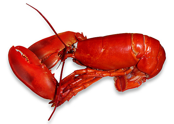 포토 JPG 해외이미지 길 음식 바다 조개 안테나 요리 사람없음 빨간색 식사 저녁식사 게 흰색 신선 고급 맛 바닷가재 먹기 가득함 해산물 가리비 병정 길이 고립 삶기 식품점 입가심 집게발 해병대 해외202004 해외포토 컬러 컨셉 통신 모션 어패류 군대 갑각류 상점 가재 파일형식 이미지허브