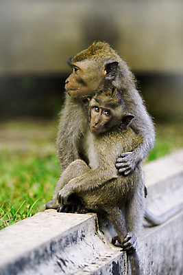 포토 JPG 해외이미지 나무 동물 공원 아시아 어린이 여행 태국 놀이 사람없음 강 점프 트래킹 원숭이 아기 숲 수줍음 사파리 말레이시아 숨기 이국적 전국 해외202004 해외포토 식물 공공시설 감정 나라 포유류 모션 레저 사람 파일형식 이미지허브